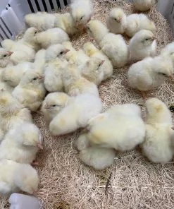 White Leghorn Chicks